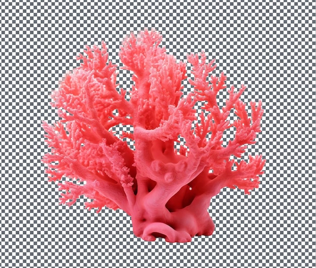 PSD lovable coral pink isolated on transparent background