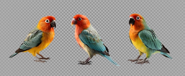 PSD lovebird isolated on transparent background colorful bird cut out generative ai