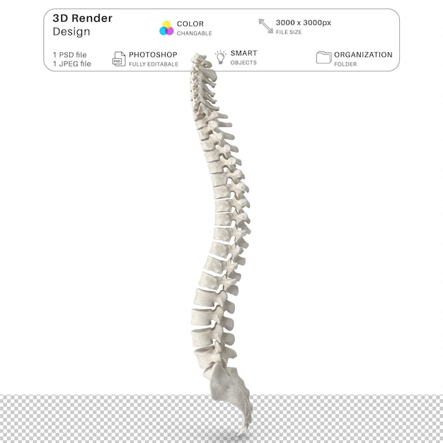 Ludzka Anatomia Kręgosłupa 3d Modelowanie Pliku Psd Realistyczna Ludzka Anatomia