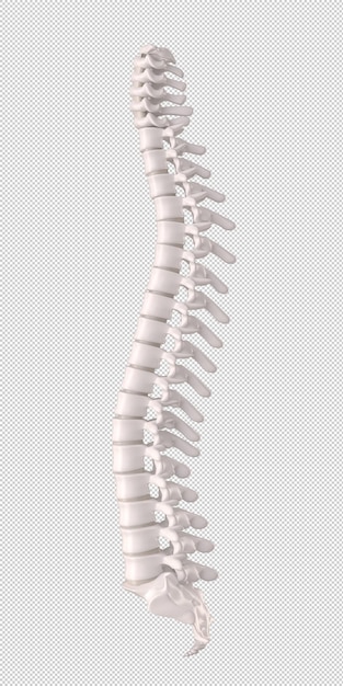 Ludzki kręgosłup z dyskami i kręgami ortopedyczny szczegół anatomiczny 3d render