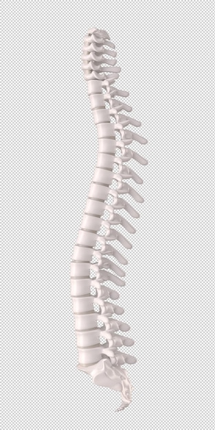 PSD ludzki kręgosłup z dyskami i kręgami ortopedyczny szczegół anatomiczny 3d render