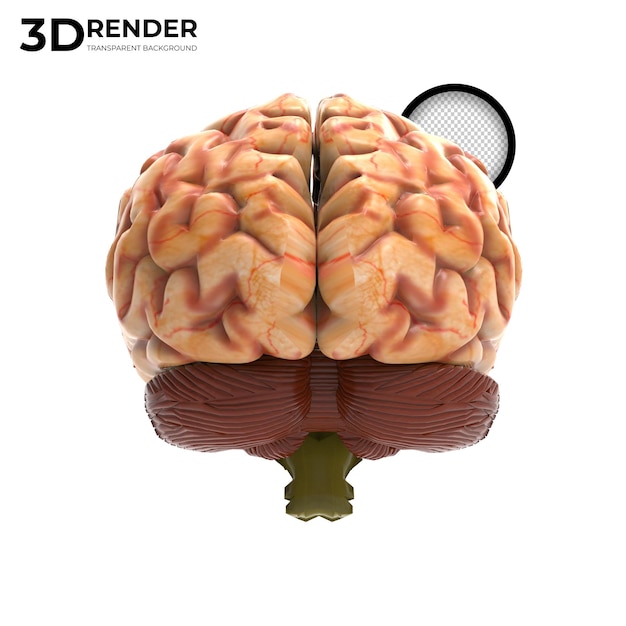 Ludzki mózg renderowania 3d na białym tle