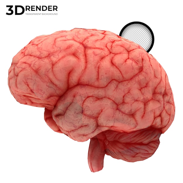 Ludzki mózg renderowania 3d na białym tle