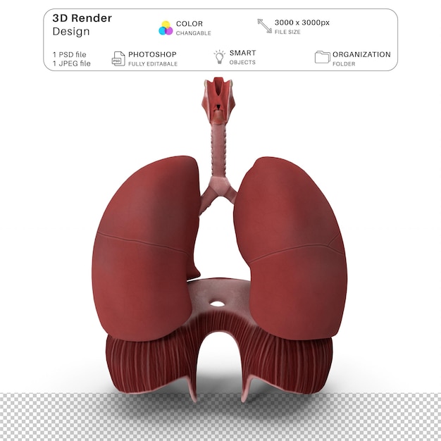 PSD ludzki układ oddechowy 3d modelowanie plik psd realistyczna ludzka anatomia