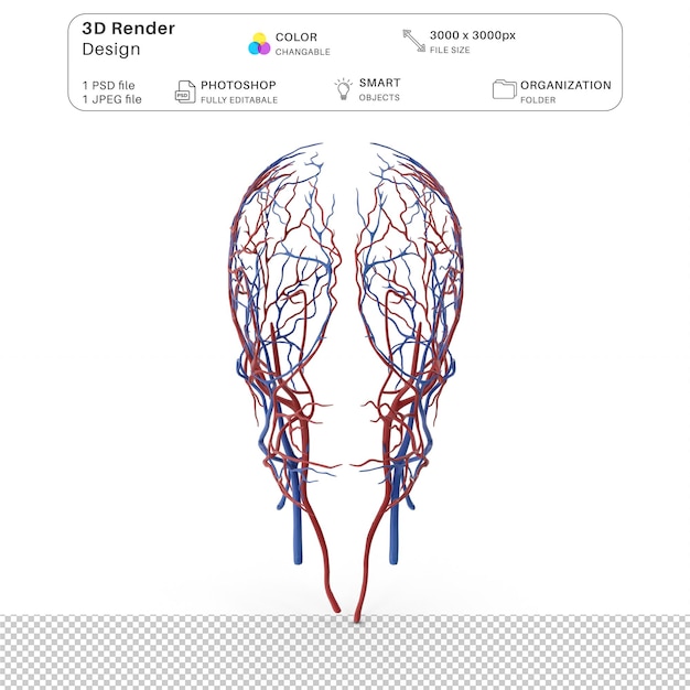 PSD ludzki układ sercowo-naczyniowy 3d modelowanie pliku psd realistyczna ludzka anatomia