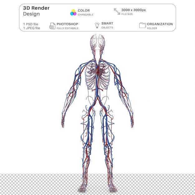 PSD ludzki układ sercowo-naczyniowy pełne ciało 3d modelowanie plik psd realistyczna ludzka anatomia