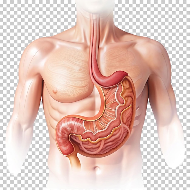 PSD ludzki układ trawienny izolowany na przezroczystym tle anatomia narządy wewnętrzne