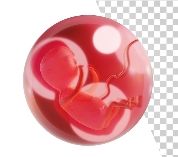Ludzki Zarodek Na Białym Tle Zarodek W Szklanej Kuli Koncepcja Ciąży 3d Render Ilustracja Medyczna