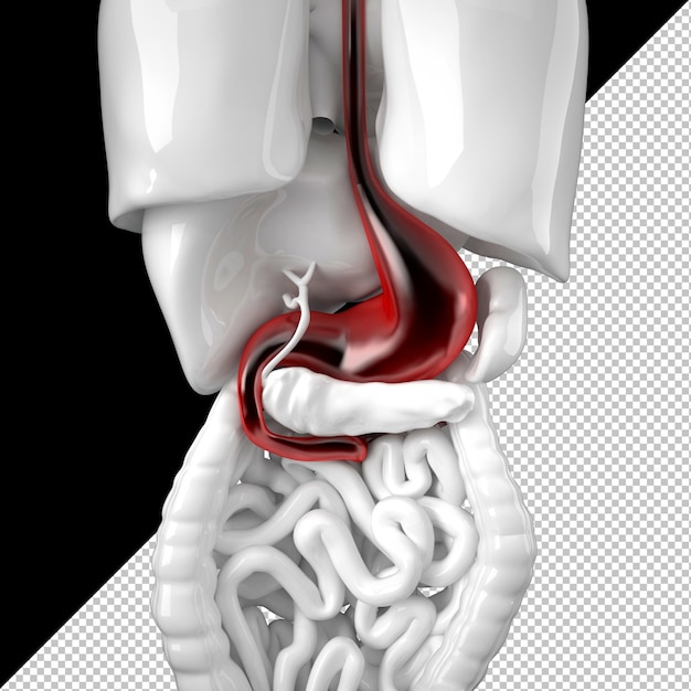 PSD ludzki żołądek ilustracja anatomiczna 3d