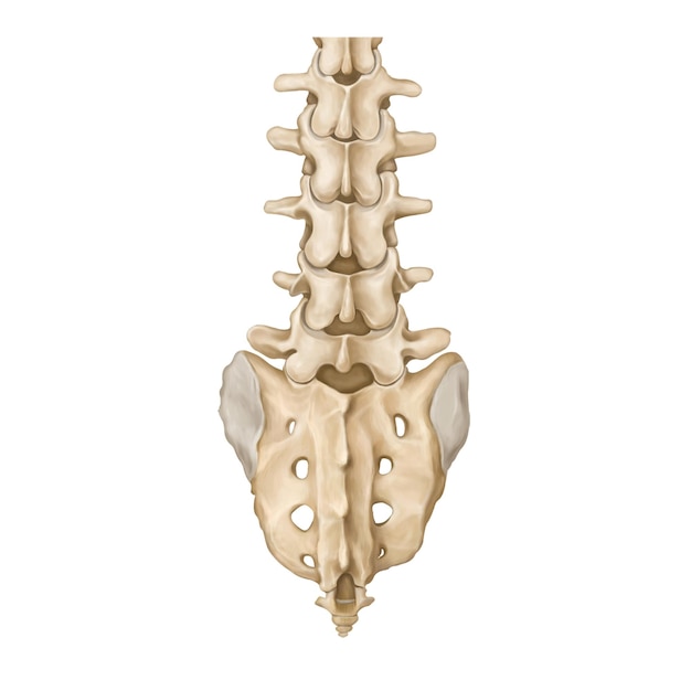 Lumbar spine