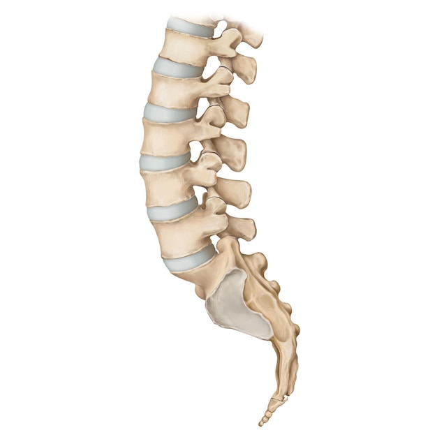 Lumbar spine