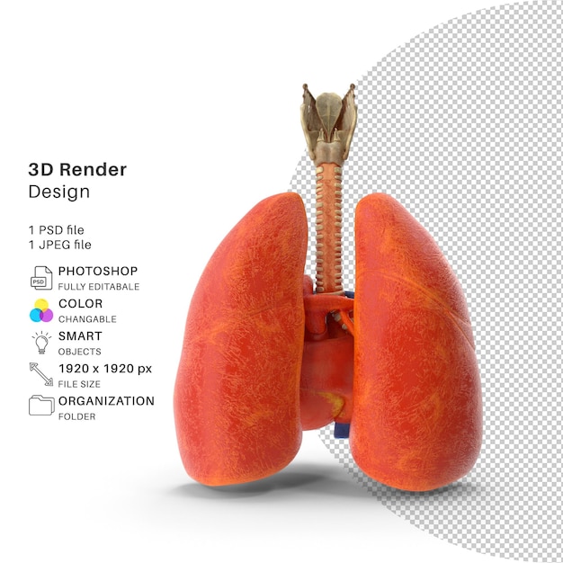 PSD 肺 気管と心臓 3d モデリング psd ファイル リアルな肺と心臓