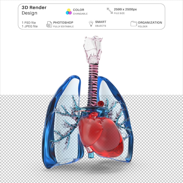 PSD 폐, 호흡기 및 심장 3d 모델링 psd 파일