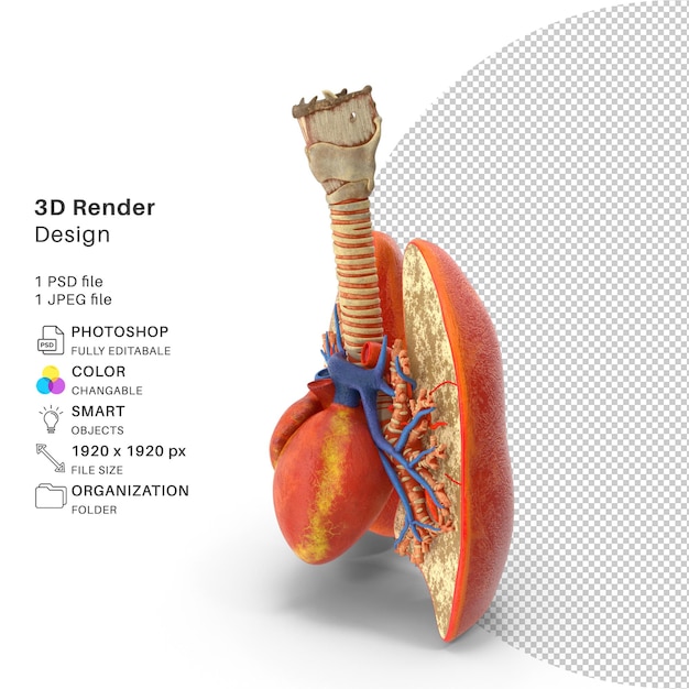 폐 기관 및 심장 3D 모델링 PSD 파일 현실적인 폐 및 심장