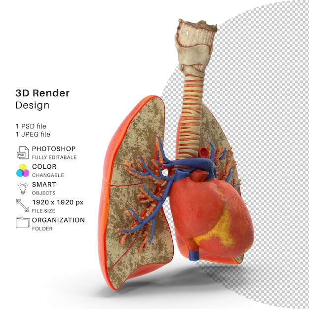 PSD polmoni trachea e cuore modellazione 3d file psd polmoni e cuore realistici