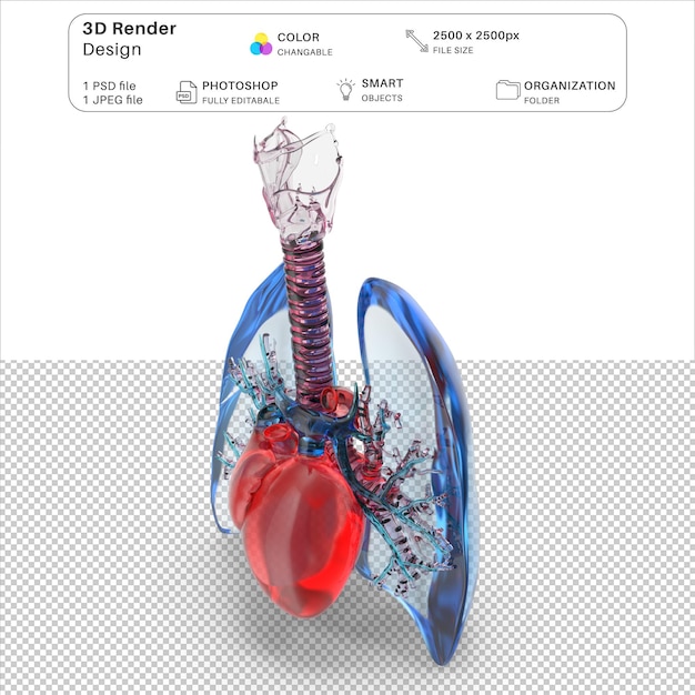 File psd di modellazione 3d dei polmoni, della trachea e del cuore