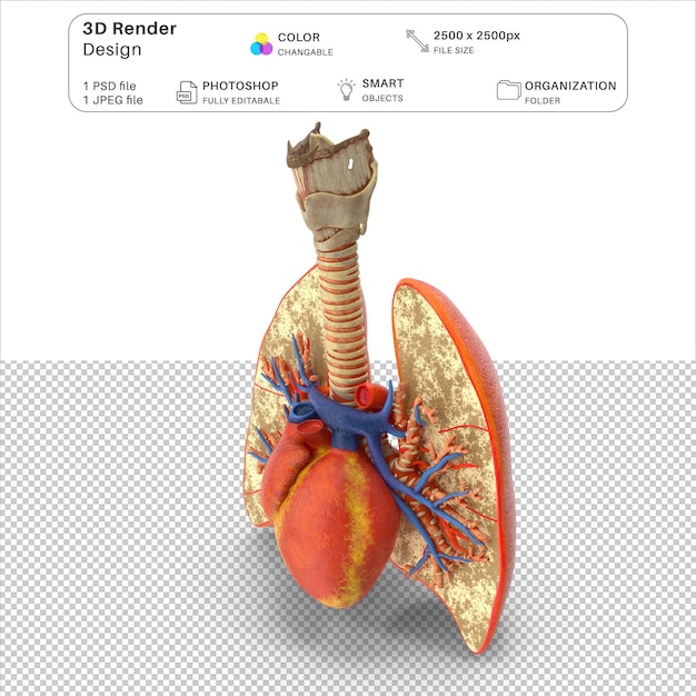 PSD file psd di modellazione 3d dei polmoni, della trachea e del cuore