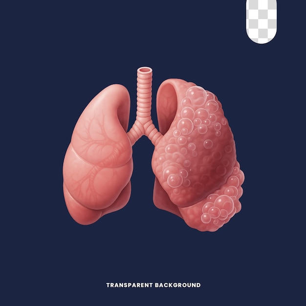 lungs transparent background