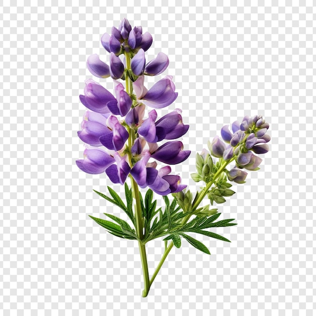 PSD lupin flower isolated on transparent background