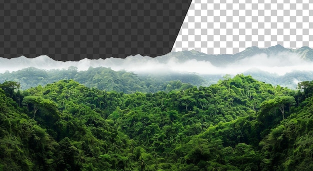 PSD lush green canopy of a misty tropical rainforest on transparent background stock png