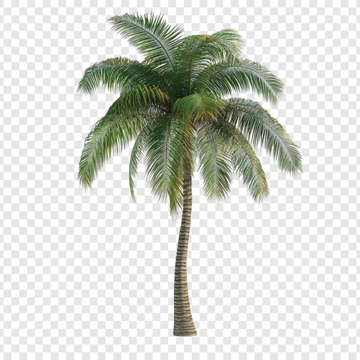 PSD lush green palm tree isolated on white background tropical plant nature summer vacation paradise