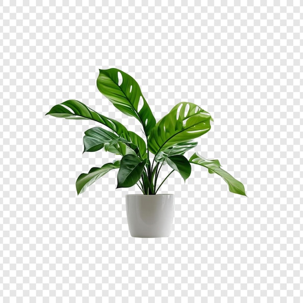 lush green peace lily houseplant in pot indoor plant