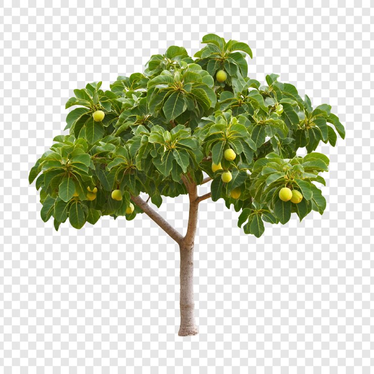 PSD lush green tree isolated on white background