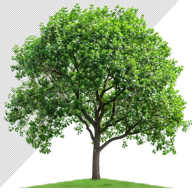 a lush green tree with shaded leaves