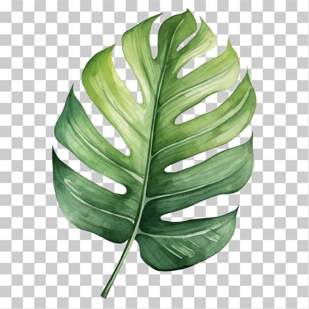 Lush tropical leaves in watercolor style on transparent background