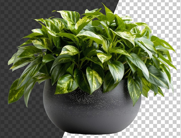 PSD lush variegated pothos plant in a textured black pot on transparent background stock png