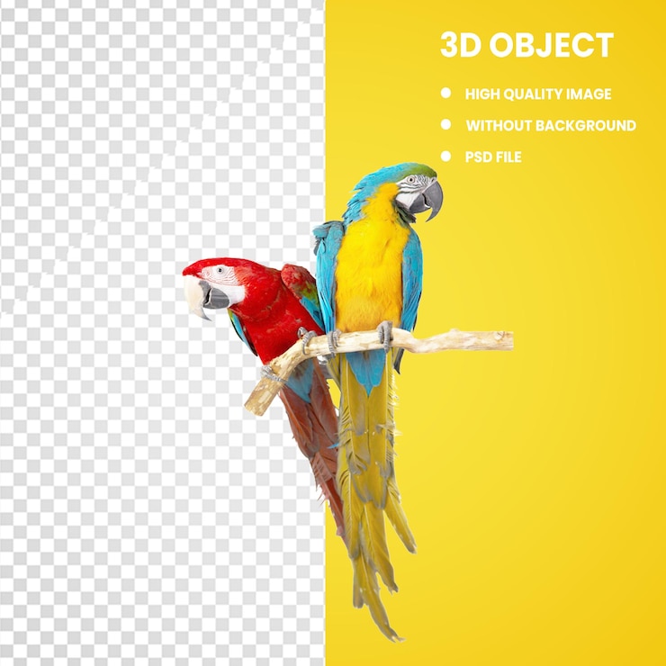 PSD macaaow parrot