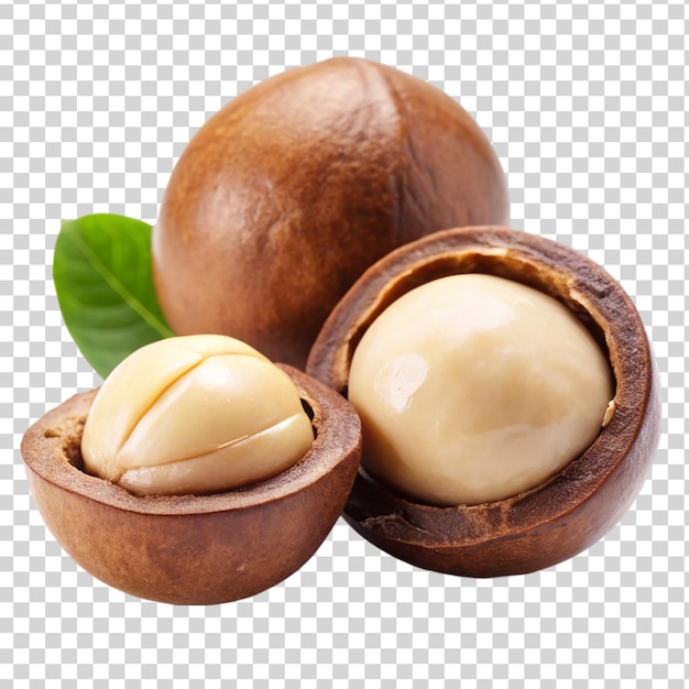 PSD macadamia nut isolated on transparent background