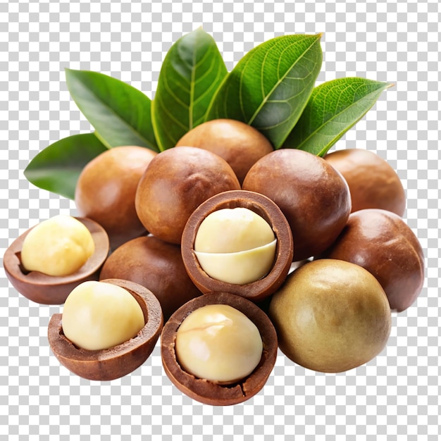 PSD macadamia nuts isolated on transparent background