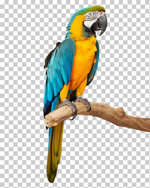 PSD pappagallo ara su un ramo isolato su sfondo trasparente png psd