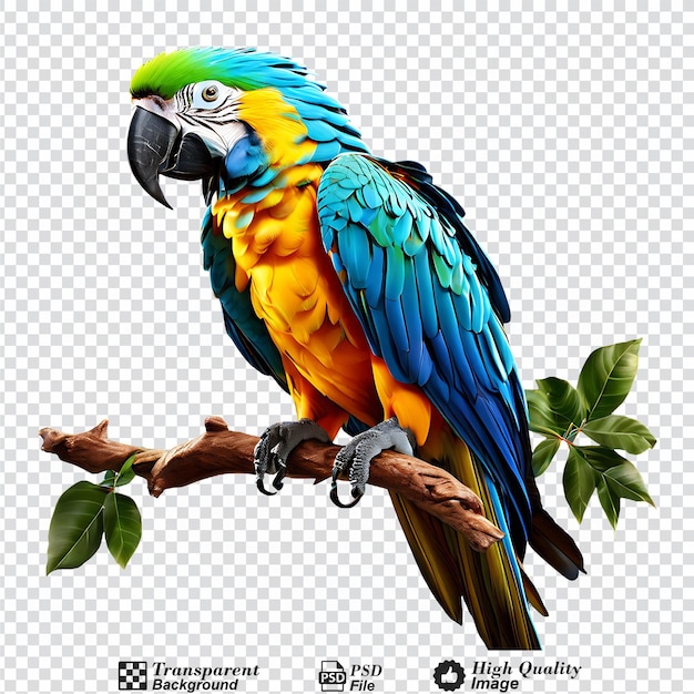 PSD macaw parrot on a branch isolated on transparent background