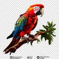 PSD macaw parrot on a branch isolated on transparent background