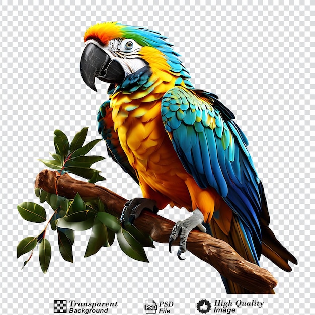 PSD macaw parrot on a branch isolated on transparent background