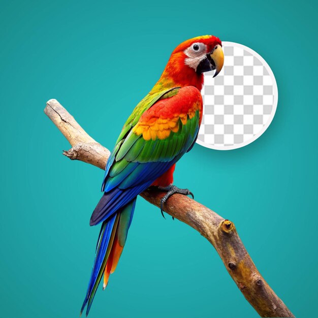 PSD macaw parrot isolated on transparent background png