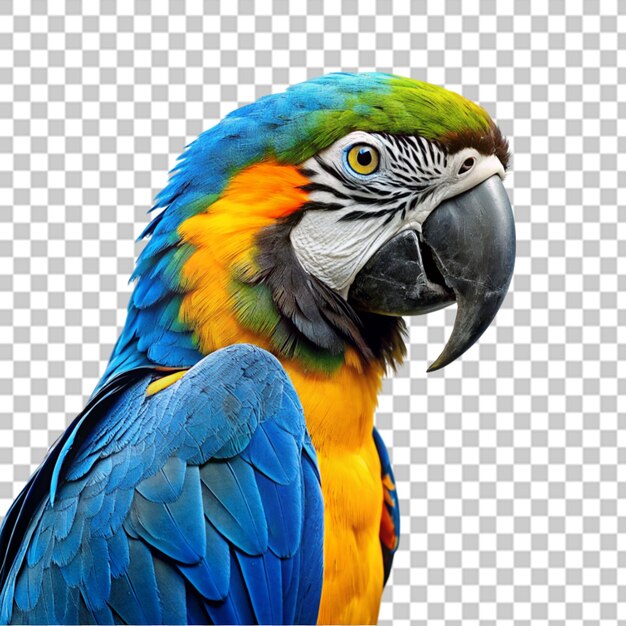 Macaw parrot isolated on transparent background