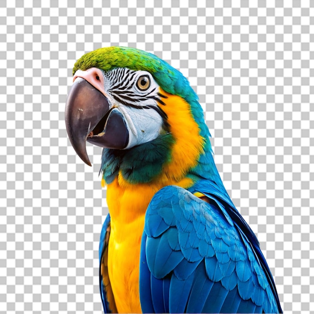 PSD macaw parrot isolated on transparent background