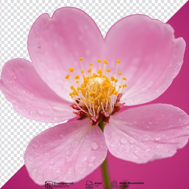 Macro shot of a pink blossom isolated