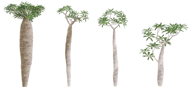 PSD madagascar trees with transparent background 3d rendering for illustration digital composition