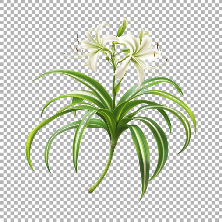 PSD madonna lily plant 在透明的背景上 ai 生成