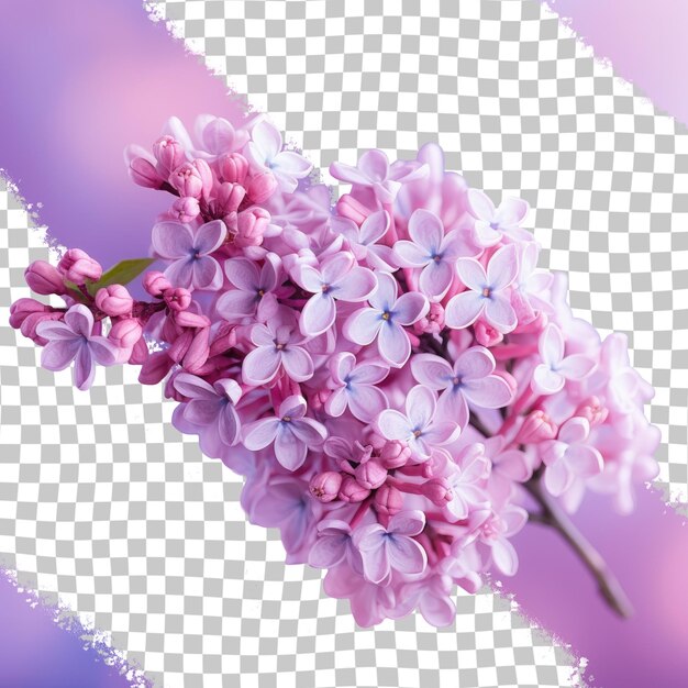 PSD magenta blossoms contrast beautifully against a transparent background