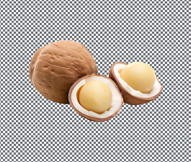 Magnificent macadamia integrifolia smooth isolated on transparent background