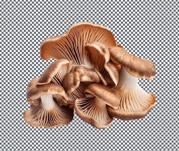 PSD magnificent wood ear mushrooms isolated on transparent background