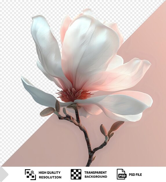 Magnolia bloem png clipart met een witte bloem en bloemblaadje op een roze achtergrond