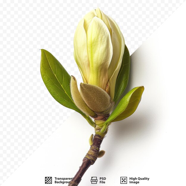 PSD magnolia flower bud