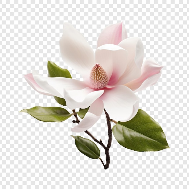 PSD magnolia flower isolated on transparent background