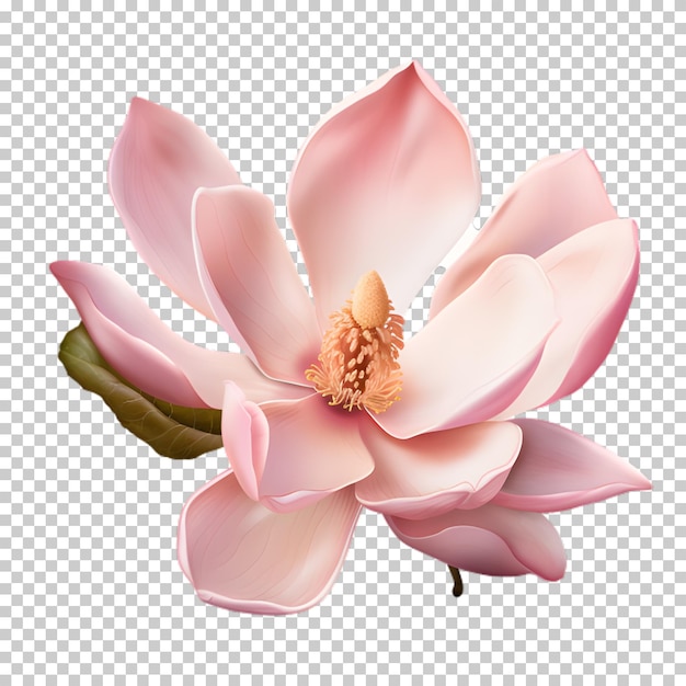 PSD magnolia flower isolated on transparent background